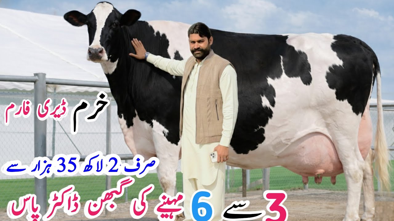 40+ Heavy Milking Cows For Sale | Pregnant HF Heifers Available | Khuram Dairy Farm Punjab Pakistan 