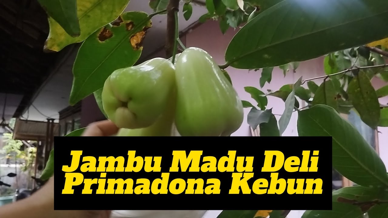 Jambu Madu Deli si paling Rajin Berbuah 