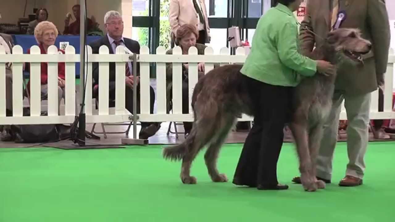 Around the Dog World - City of Birmingham 2011 FULL
