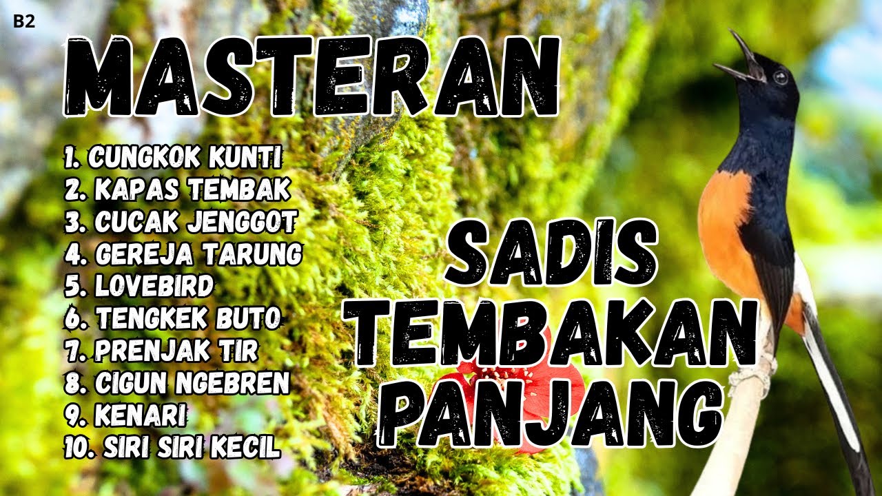 🔴 GACOR SADIS MENTAL KUAT MASTERAN MURAI BATU GACOR