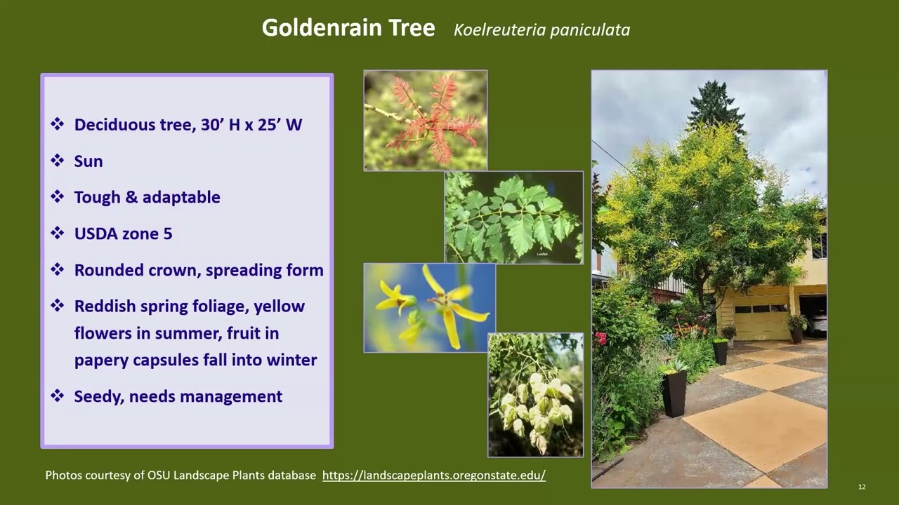 The Best Garden Trees with OSU Master Gardeners 2026