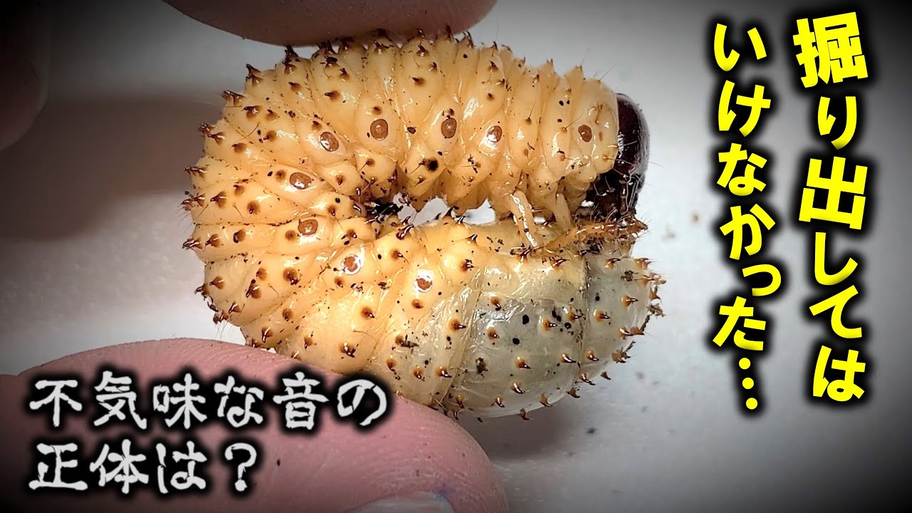 不気味な音が響き渡る部屋でカブトムシの幼虫を掘り出してみると…（くろねこチャンネル）