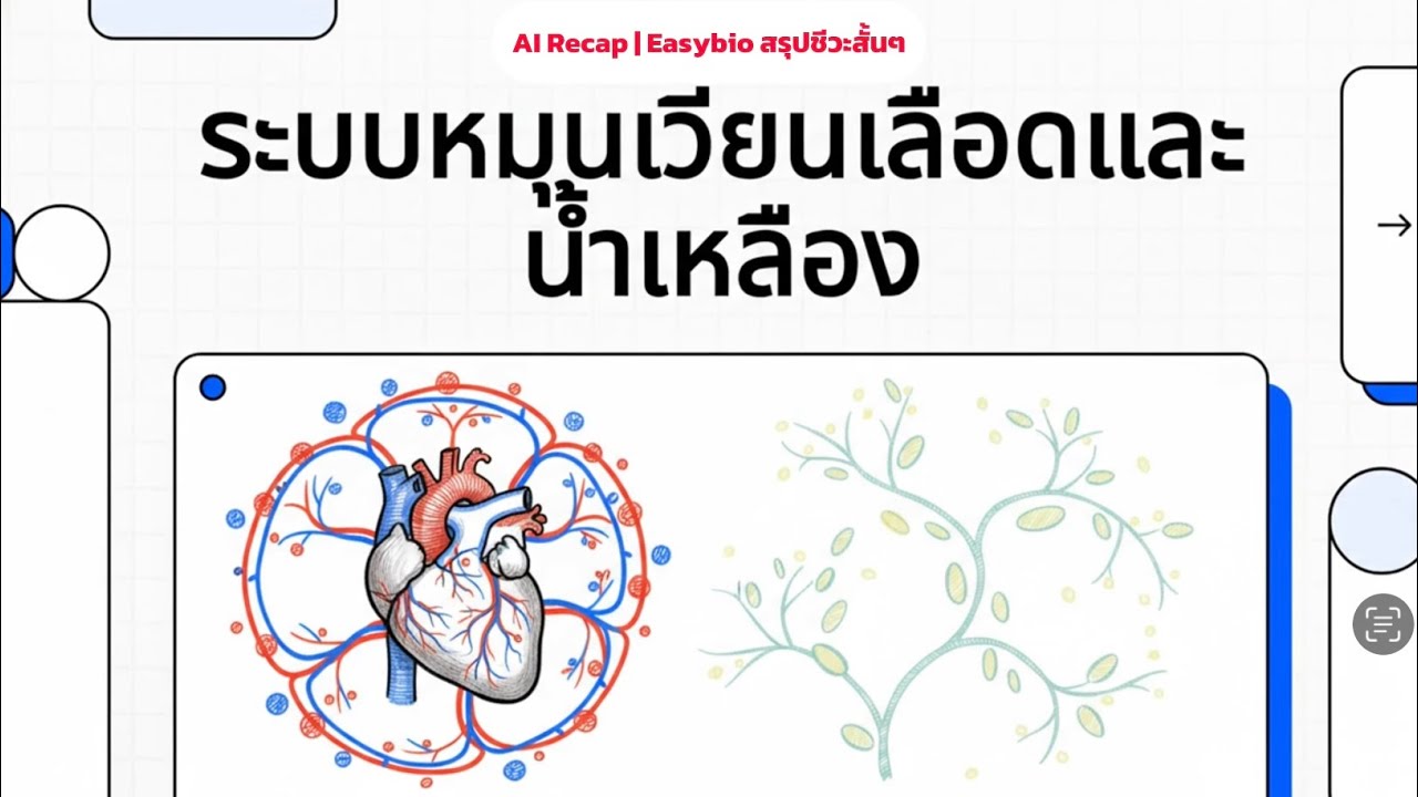 สรุประบบหมุนเวียนเลือดและน้ำเหลือง - AI Recap | EasyBio สรุปชีวะสั้นๆ