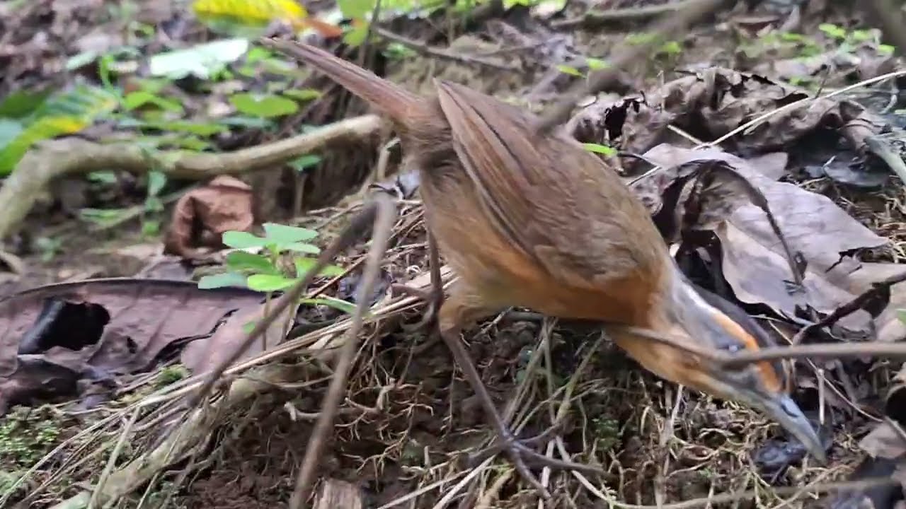 Kegiatan petani stek batang kopi di kebun