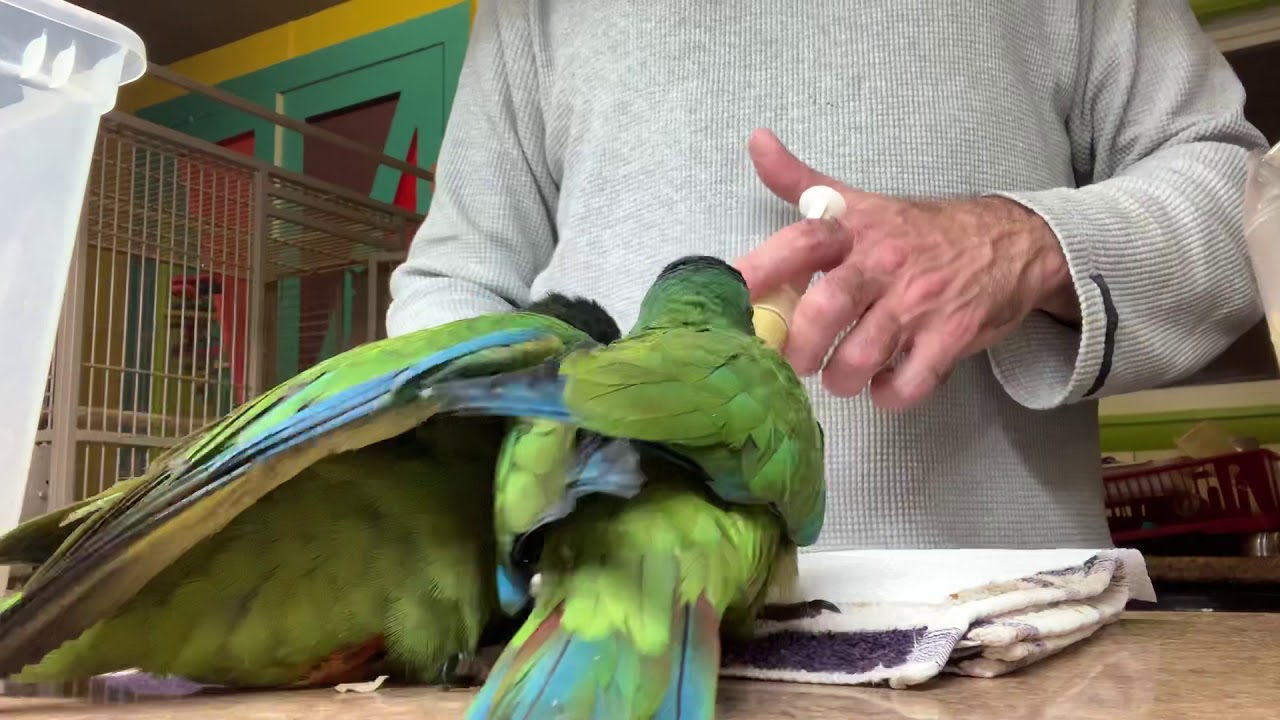 Illigers Macaw Babies at 8 weeks old, and Green Cheek Conure babies.