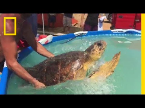 Endangered Sea Turtle Rescued After Selfie-Takers Nearly Kill It | National Geographic
