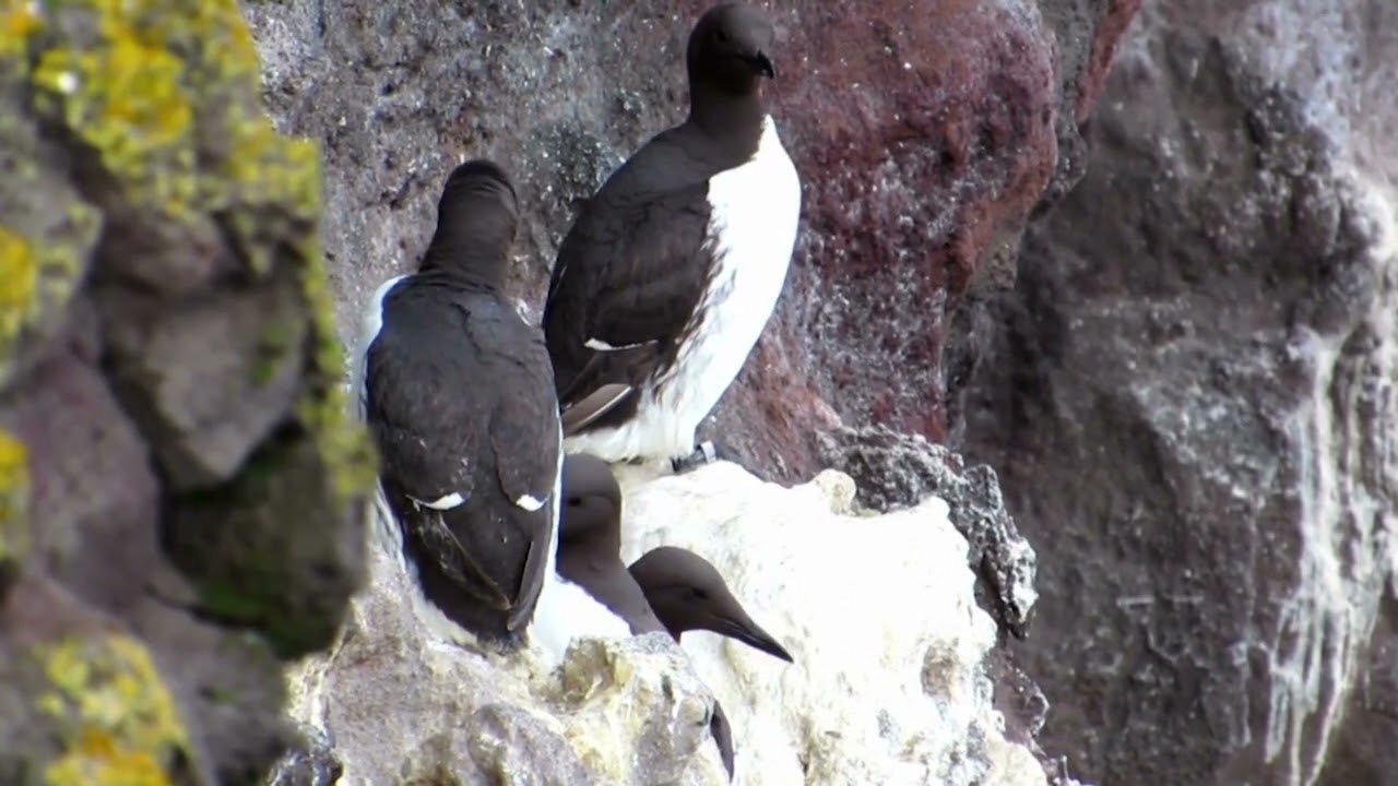 Common Murre: The Coastal Aerial Acrobat