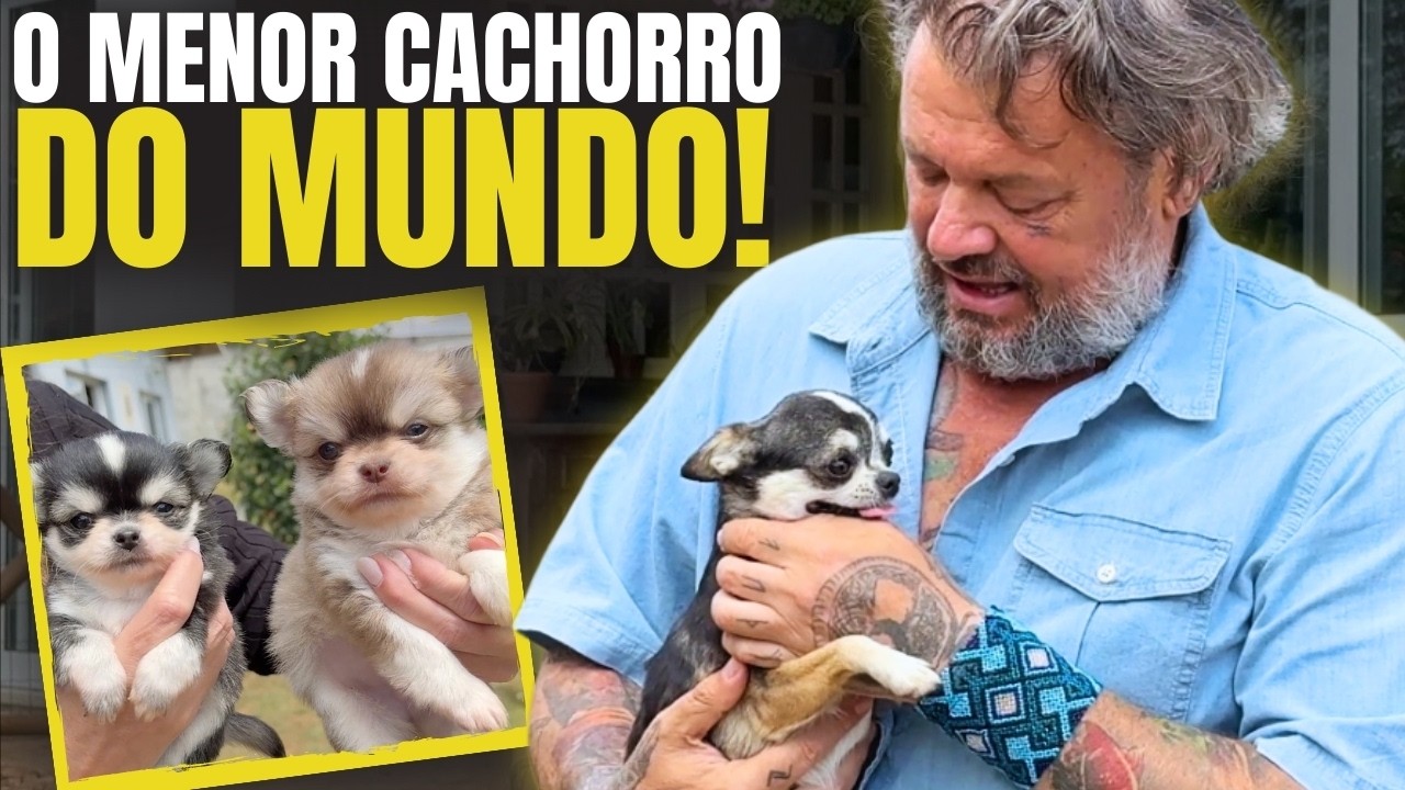 CHIHUAHUA: O SEGREDO por trás da menor raça do mundo 🤯🐾
