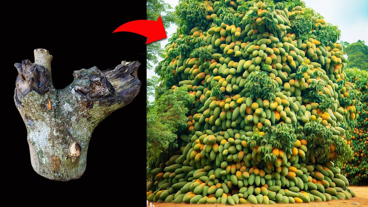 Nice... i Grafting mango tree that get the Biggest fruit in a short time