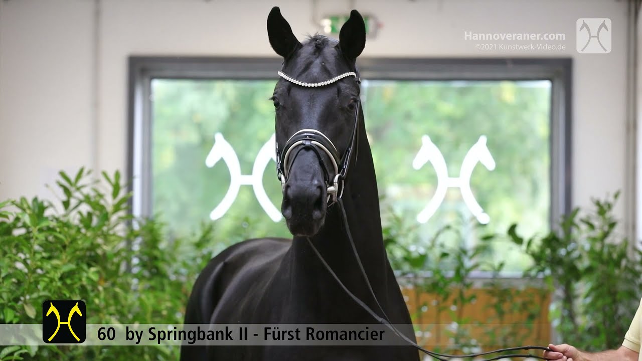 Verden Stallion Licensing 2021 - Dressage - Nov - No. 60 Stallion by Springbank II - Fürst Romancier