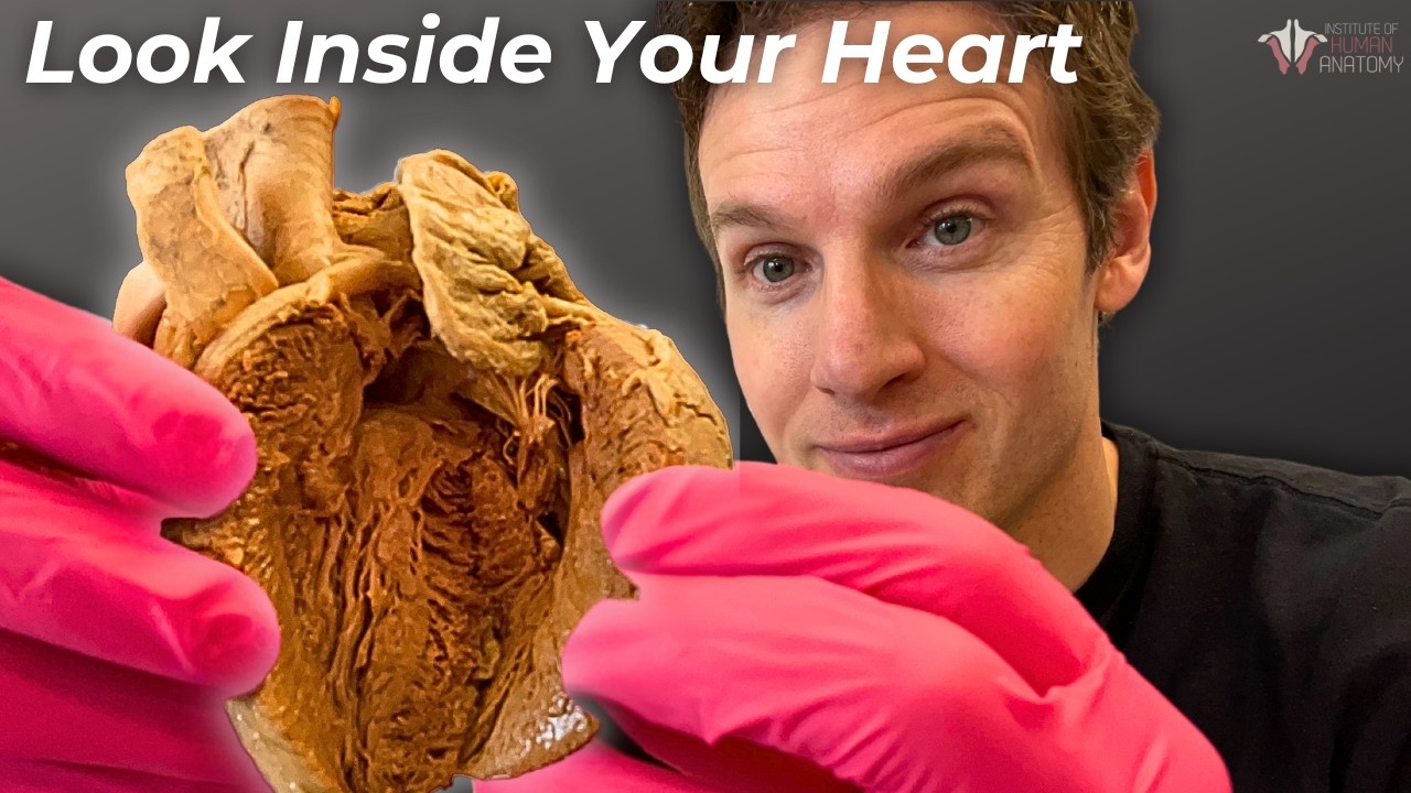 Why Your Heart Doesn't EXPLODE Pumping 2000 Gallons a Day