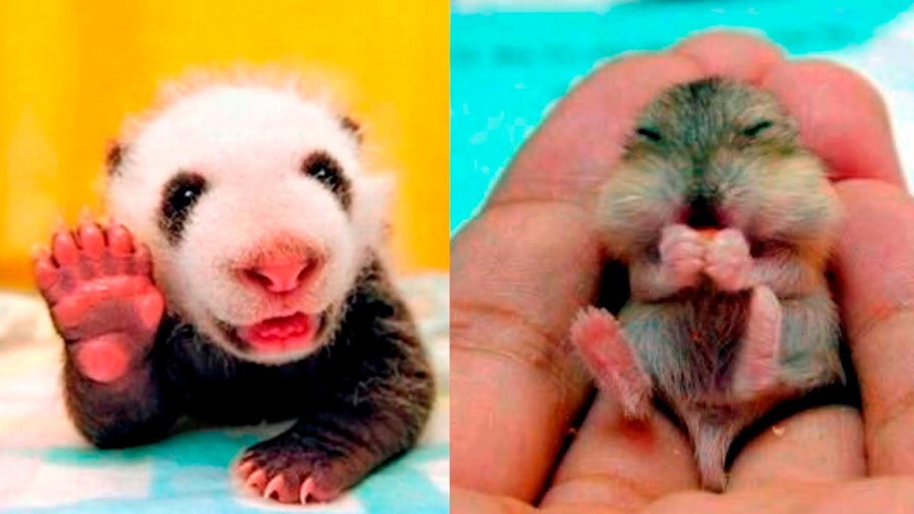 Cute Baby Animals videos compilation cute moment of the animals