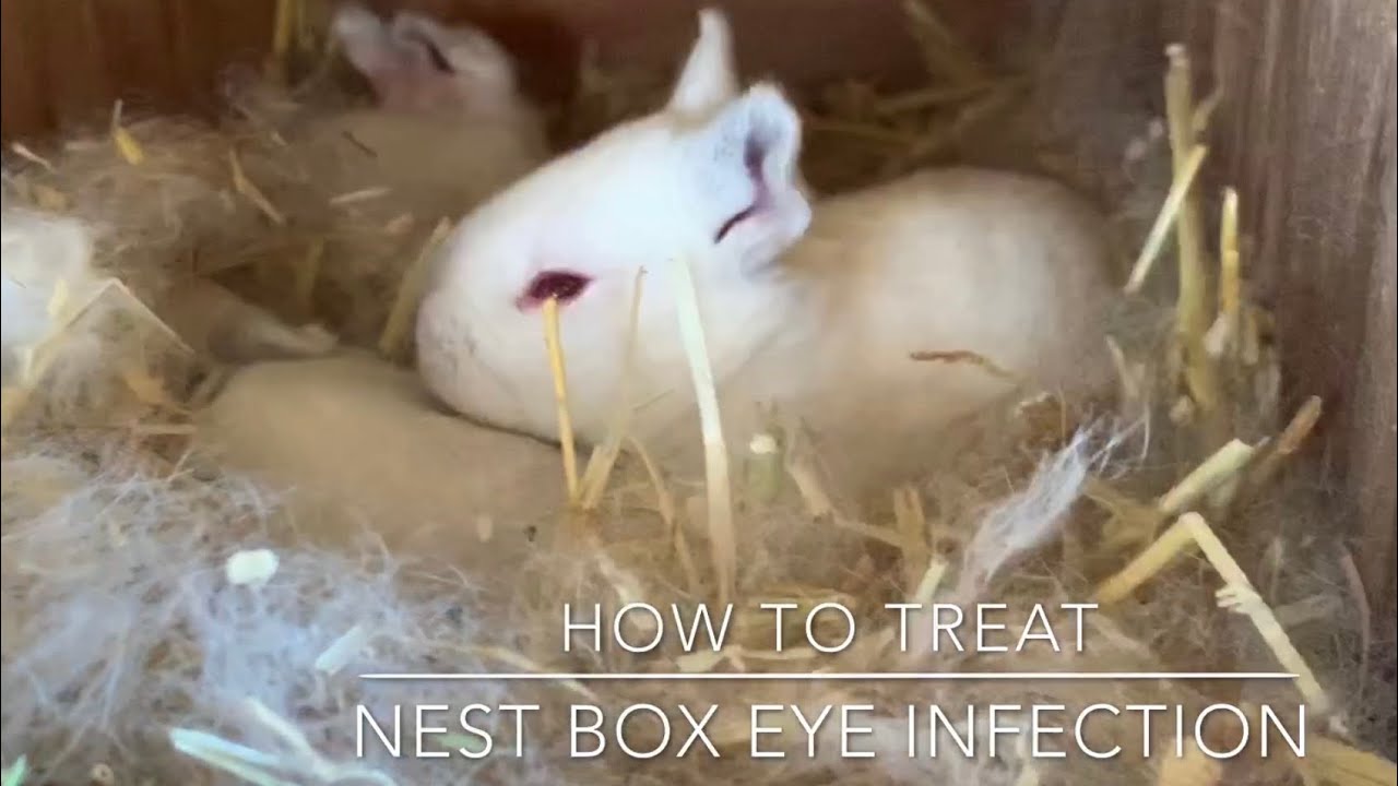 How to treat: Nest Box eye infection