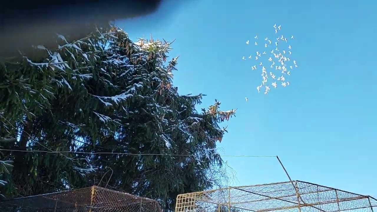 Pierwszy śnieg a obce jeszcze  latają