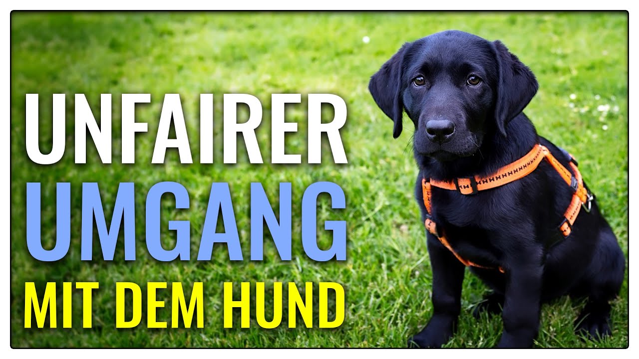 Wenn Menschen ihre Hunde anschreien - was Tun? - Vorsicht vor Vorverurteilung! - TGH 437