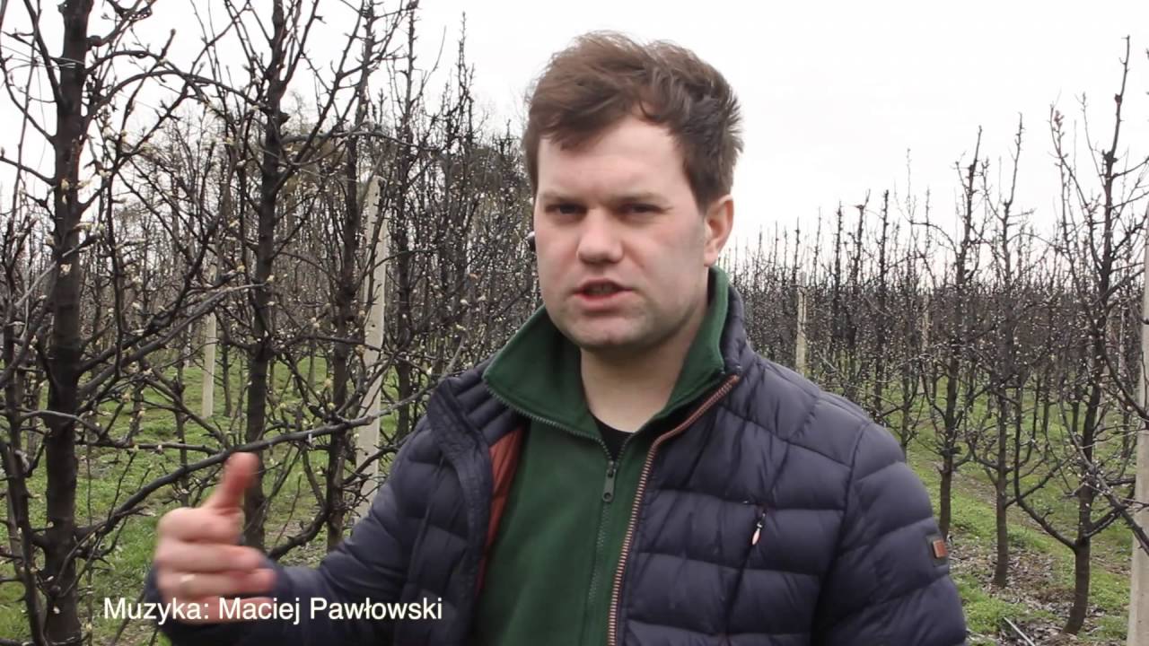 Uprawa gruszy. Wiosenna miod&oacute;wka cz 2.