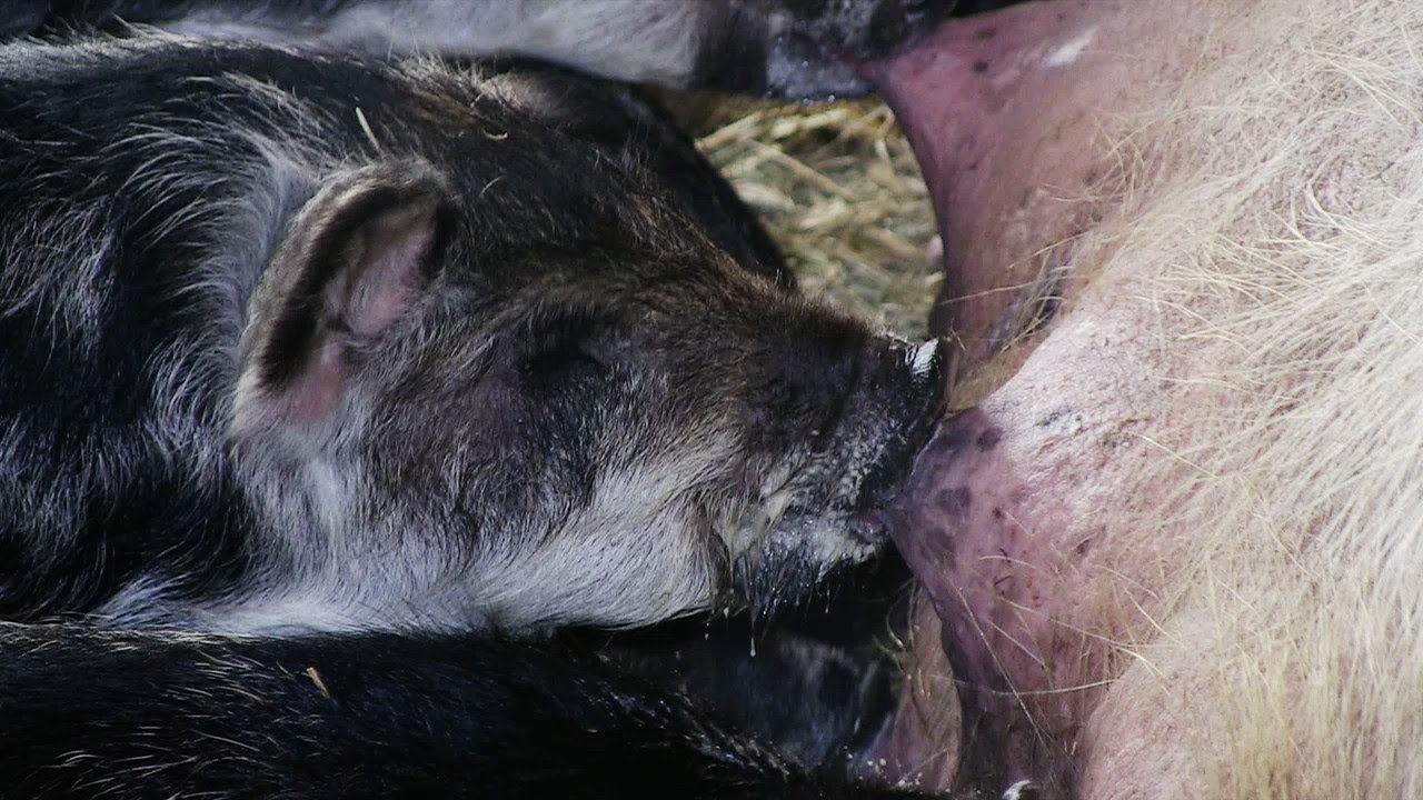 Wollschwein vs. Hausschwein
