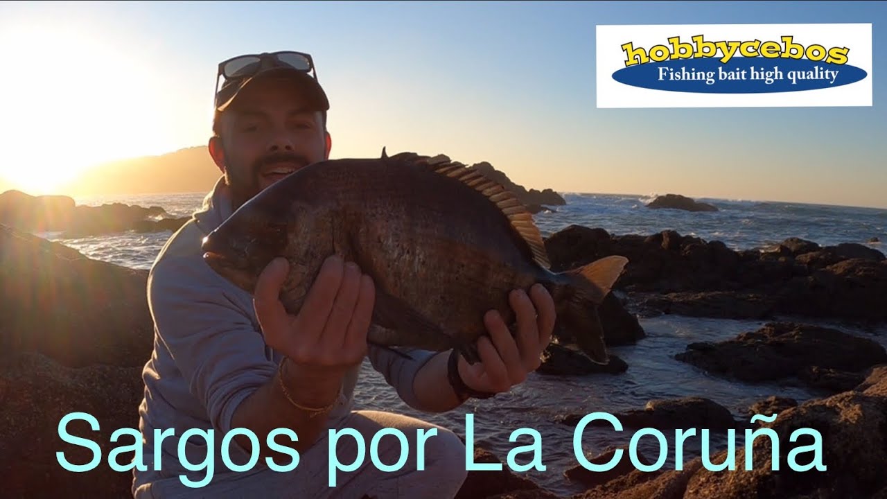 Pesca de sargos en La Coruña
