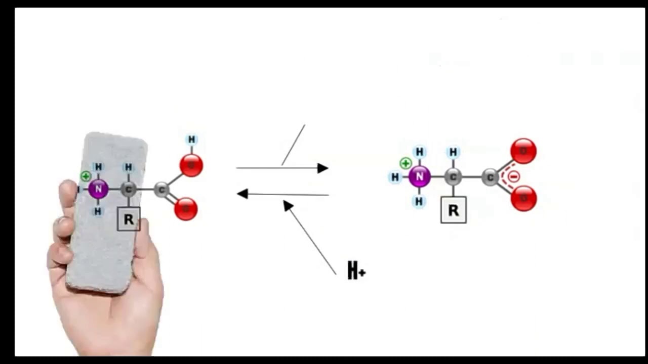 Como calcular o ponto isoelétrico de um aminoácido - Parte 1