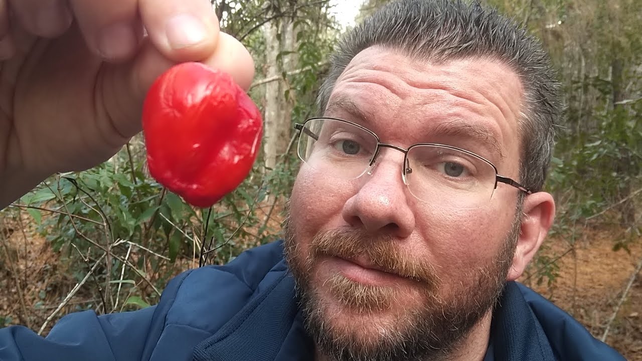 MALAWI PIQUANTE PEPPER Grown by Dean @dean-Conjured-Vaporz
