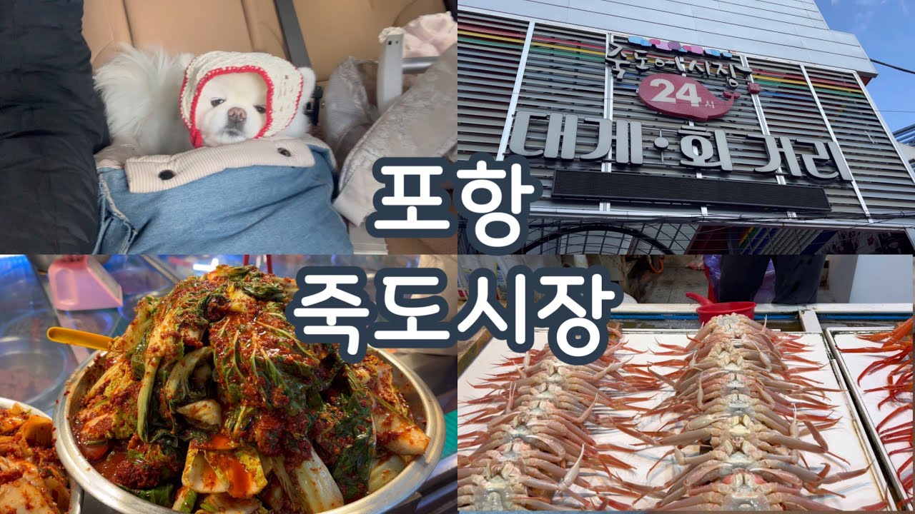 샤샤랑 포항 죽도시장 함께 구경하세요(시간여행) 🎶🌿