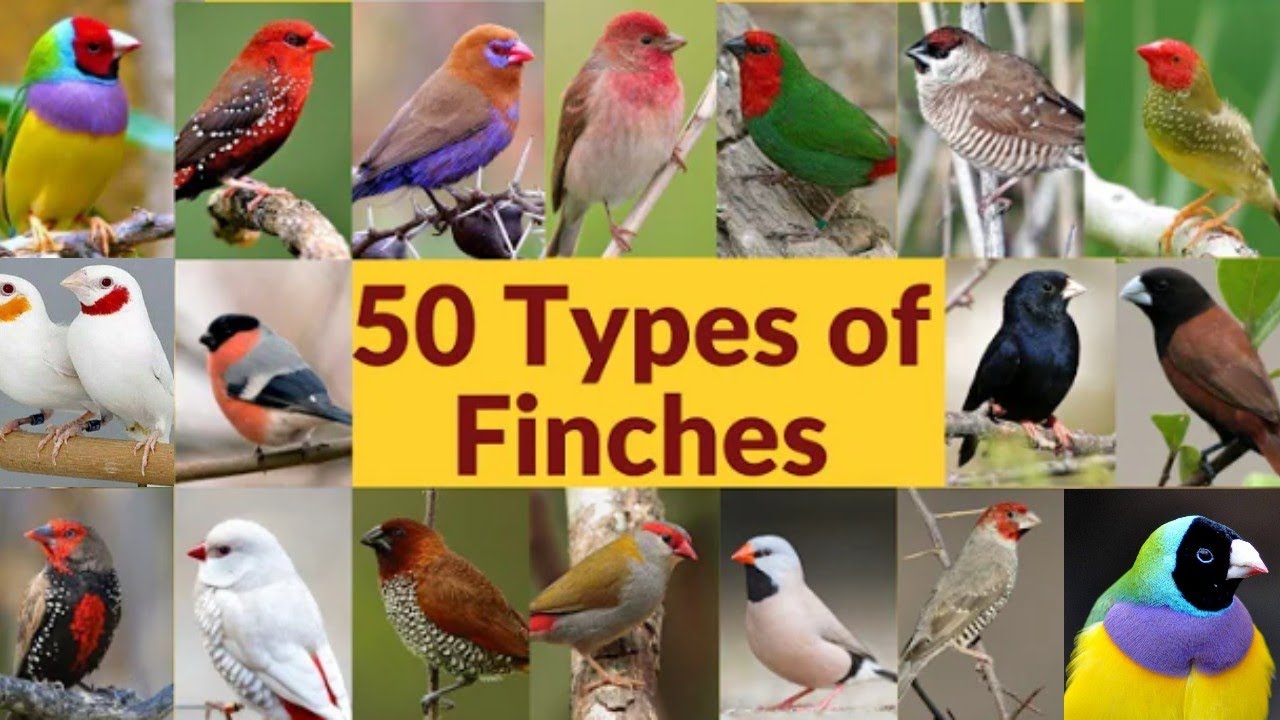 20 Types of finches | Finch bird varieties | 20 Types of finches with names | #bird