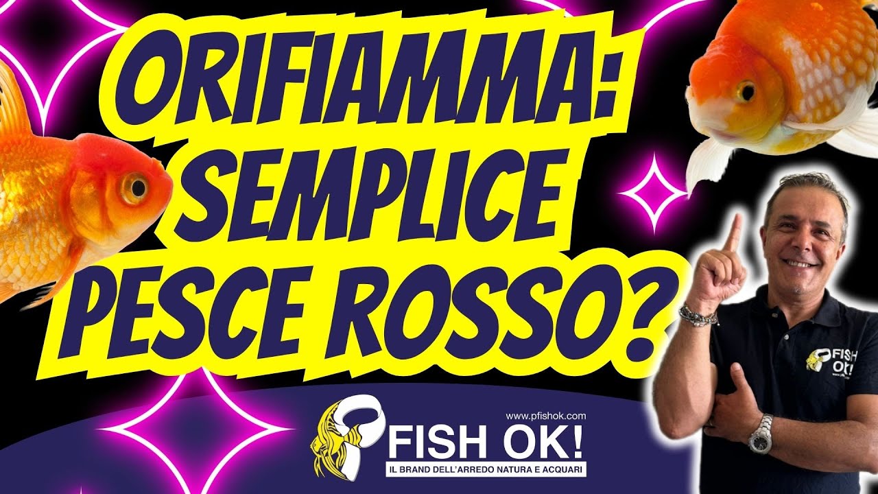 🐟🔴 Scopriamo gli Orifiamma: semplice pesce rosso o qualcosa di pi&ugrave;?