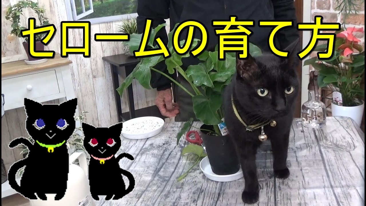 セロームの育て方