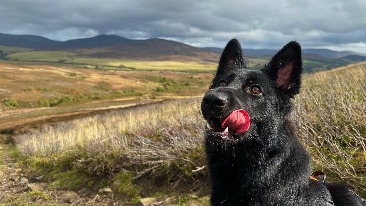 German Shepherd Puppy Hikes in Glen Esk, Scotland