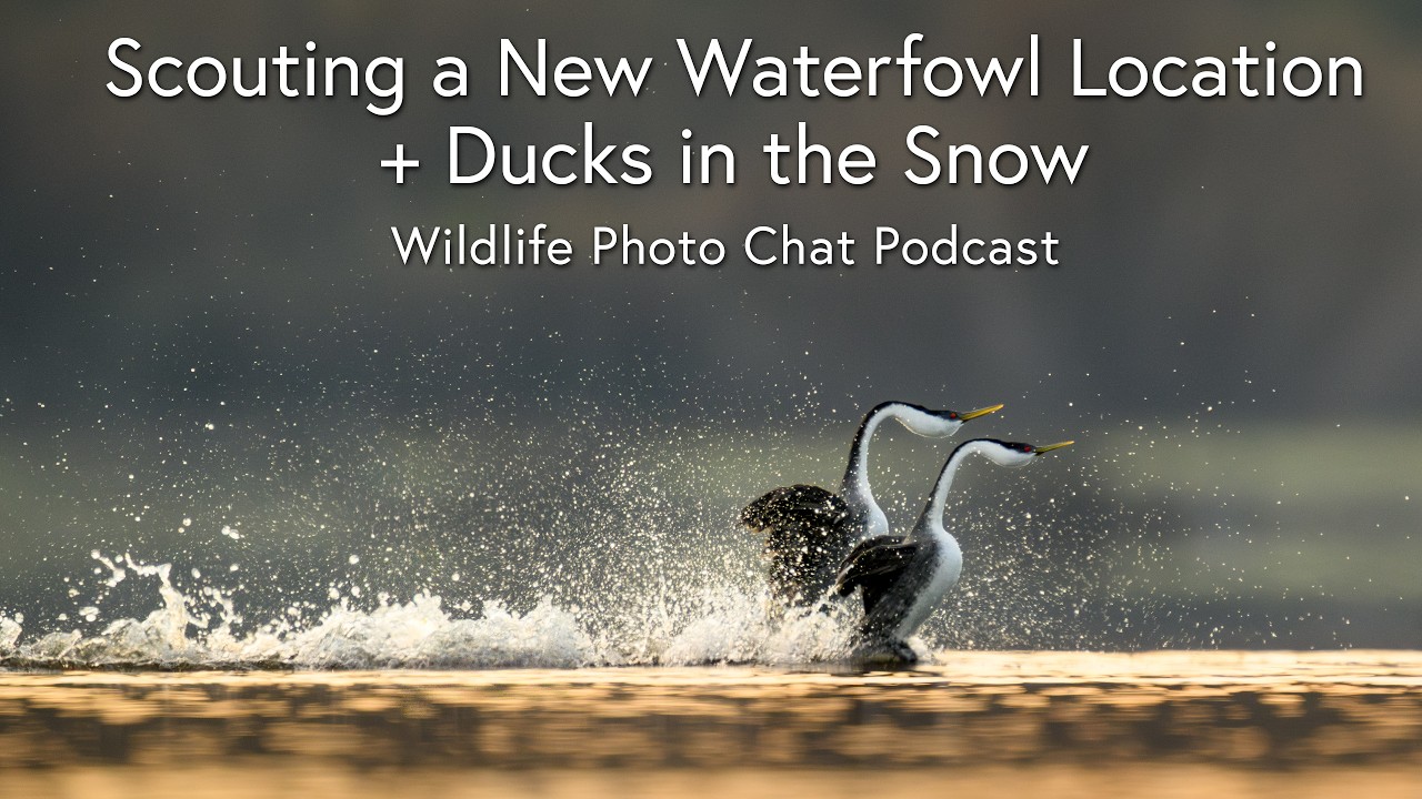 Scouting a New Waterfowl Location + Ducks in the Snow