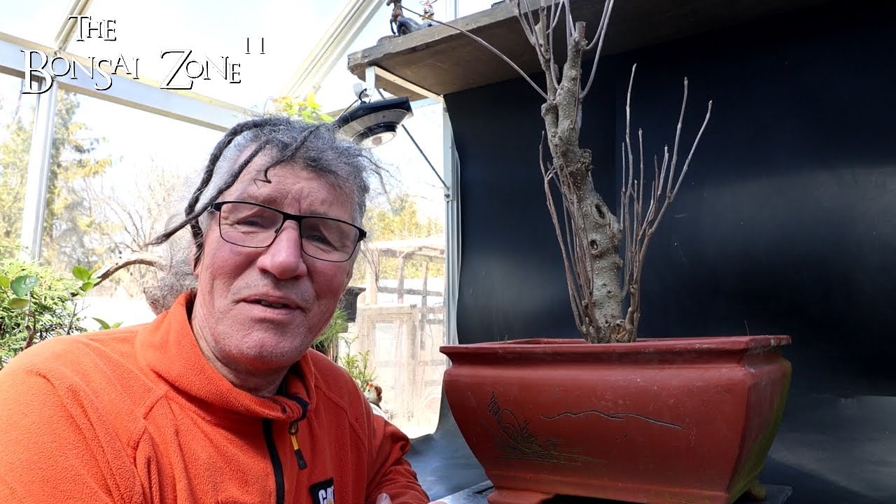 Working On My White Ash Tree, The Bonsai Zone, April 2024