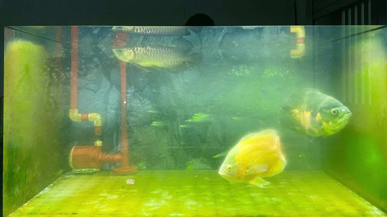 Xử lý RÊU TẢO lên đầy kín HỒ CÁ RỒNG yêu dấu. Hướng dẫn PHÒNG & DIỆT rêu tảo gây hại