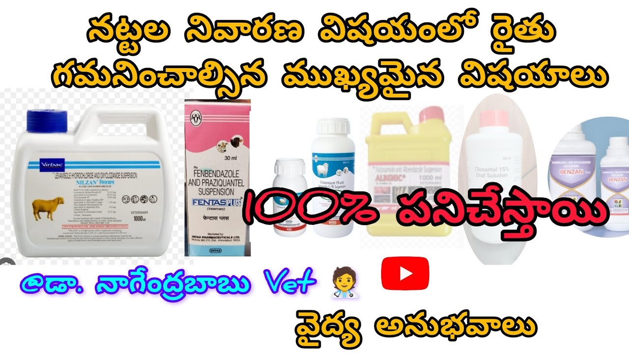 Tips for Deworming in sheep & goats#deworming #dewormingmedicine#sheep#goat#flukes #deworming doubts
