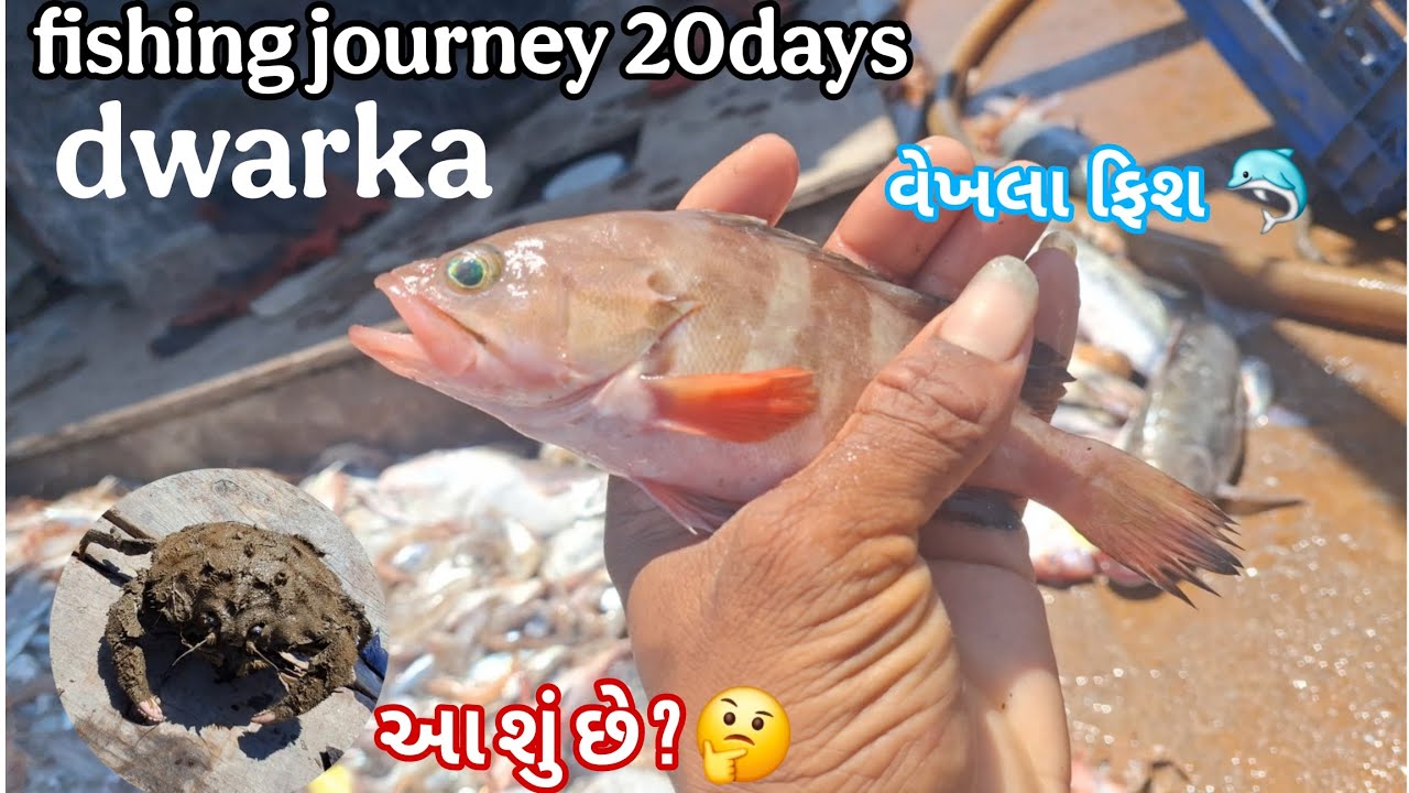 2025fishing ||દરિયામાં ભારે તડકો🤒||વેખલા ફિશ 🐠||20days fishing || #viralvideo #fishing #gujju