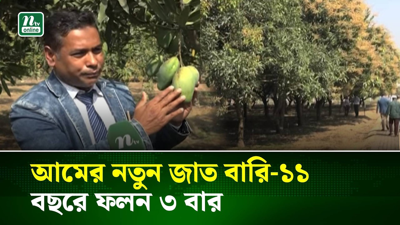 আমের নতুন জাত বারি-১১, বছরে ফলন ৩ বার | NTV News