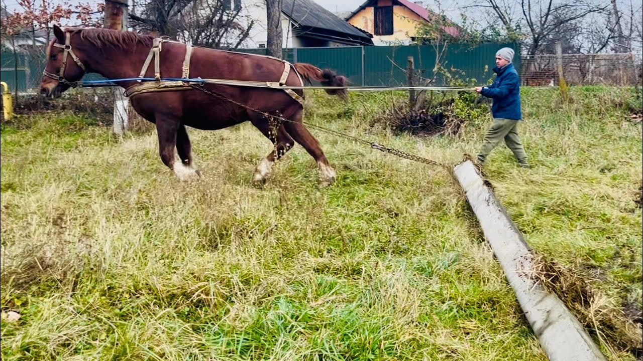 🔥ПРОДАЖ ⁉️- Неймовірно, витривалого, надійного, здорового КОНЯ✅.