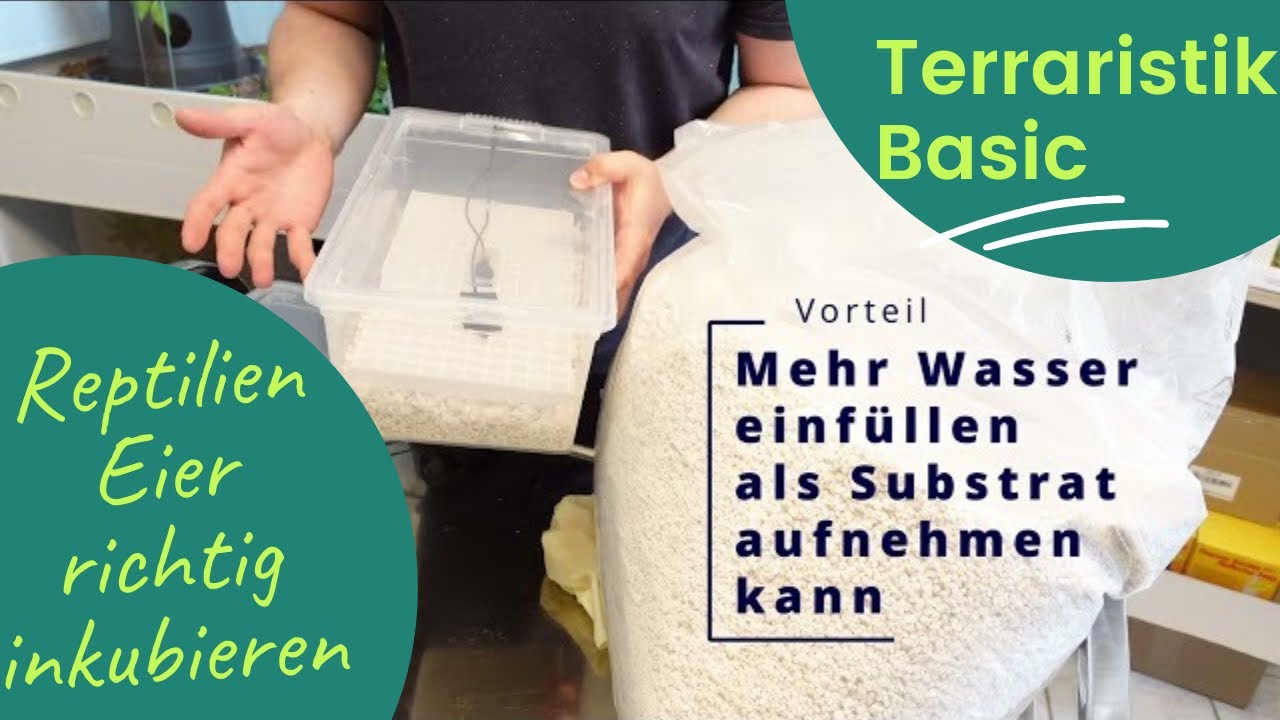 PR Snakes Inkubationsmethode - Inkubation von Reptilien Eiern