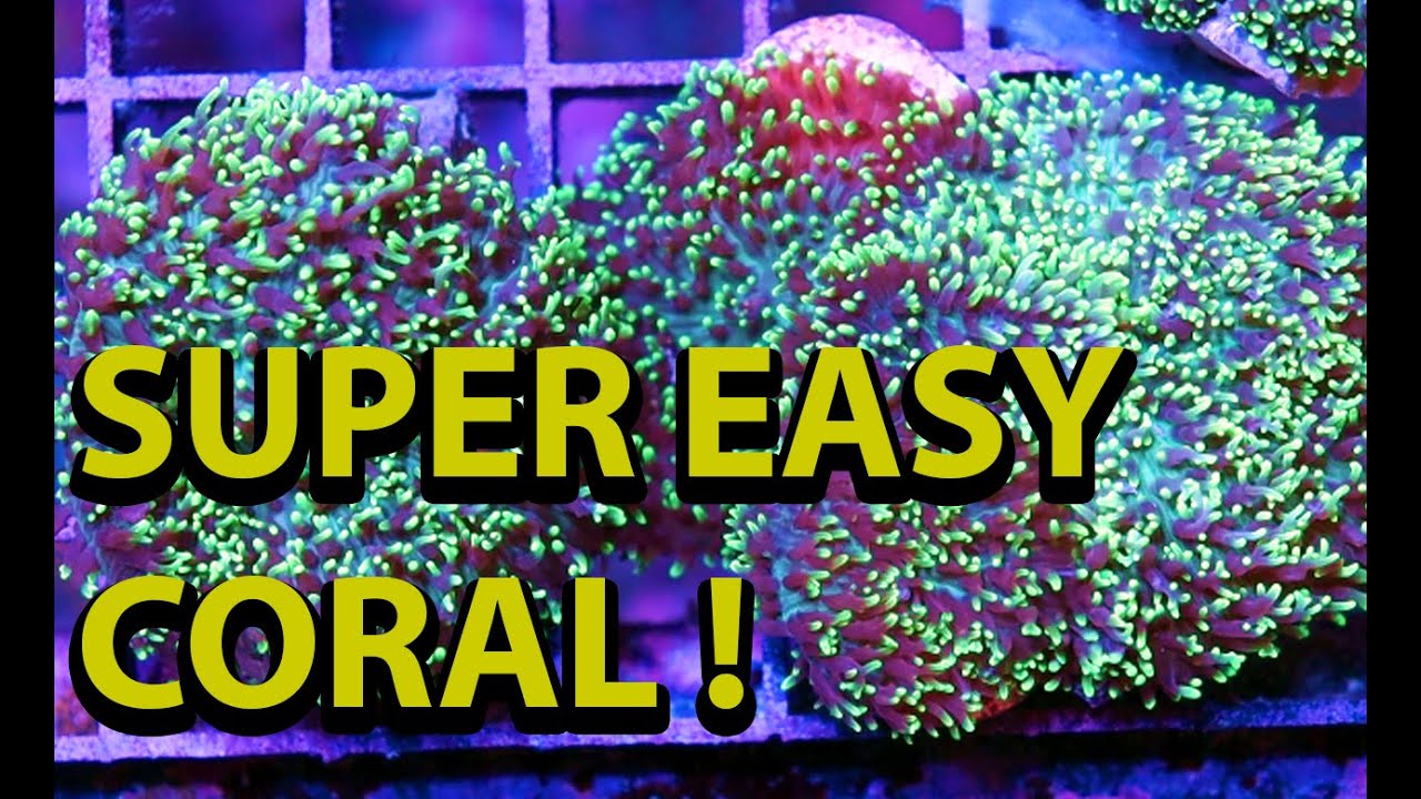 The Easiest Coral To Keep