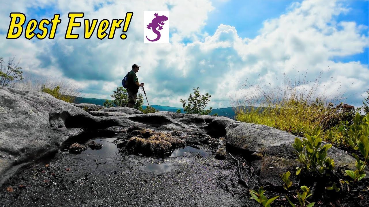 Best Purple Lizard Ever Table Rock off of Canaan Loop Road W V