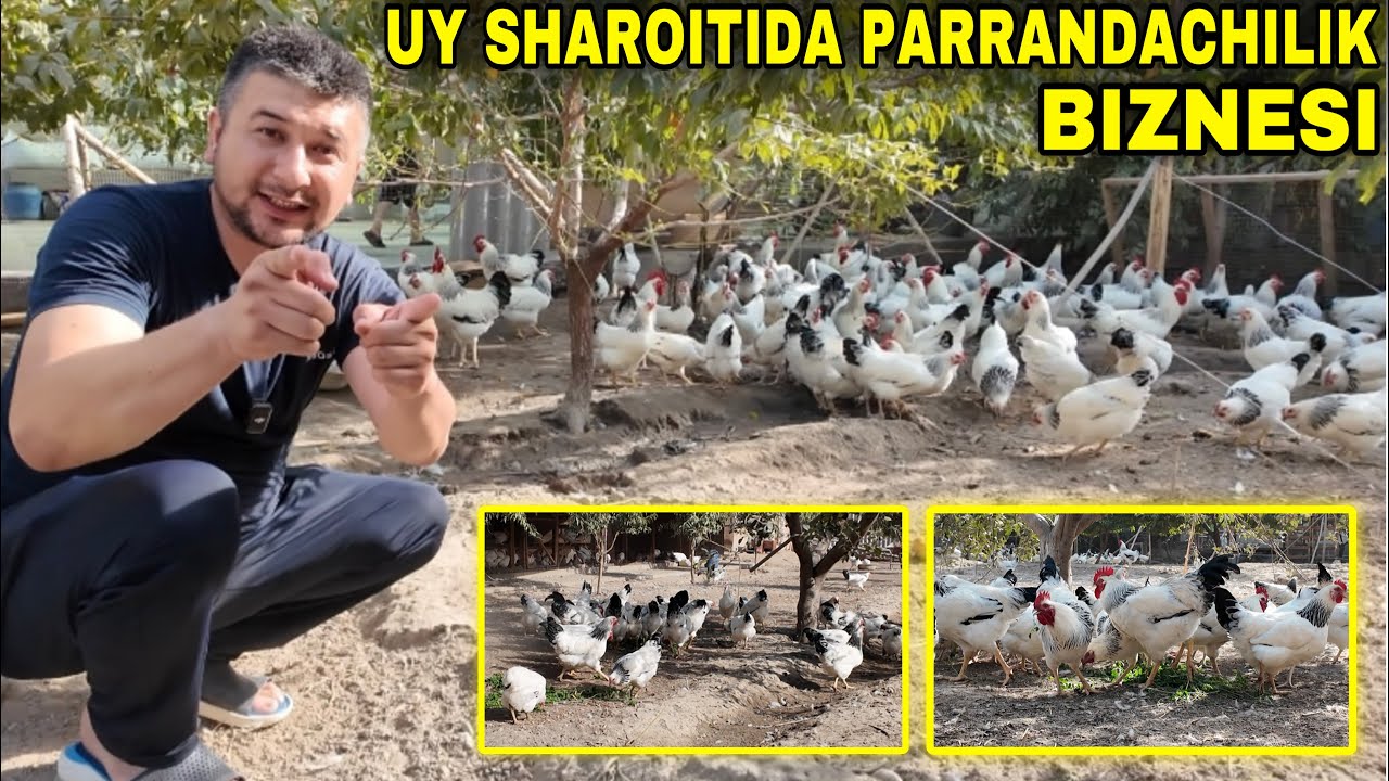 УЙ ШАРОИТИДА  ТОВУҚ БОҚИШ БИЗНЕСИ