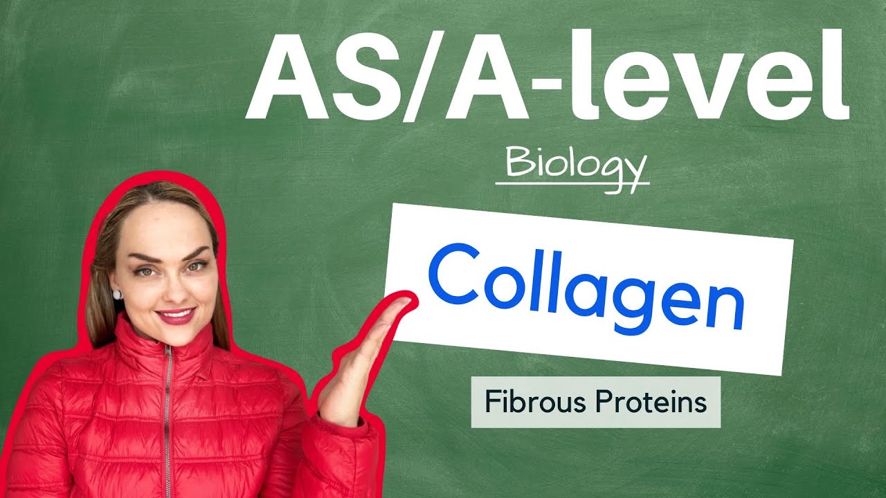 The Structure of Collagen
