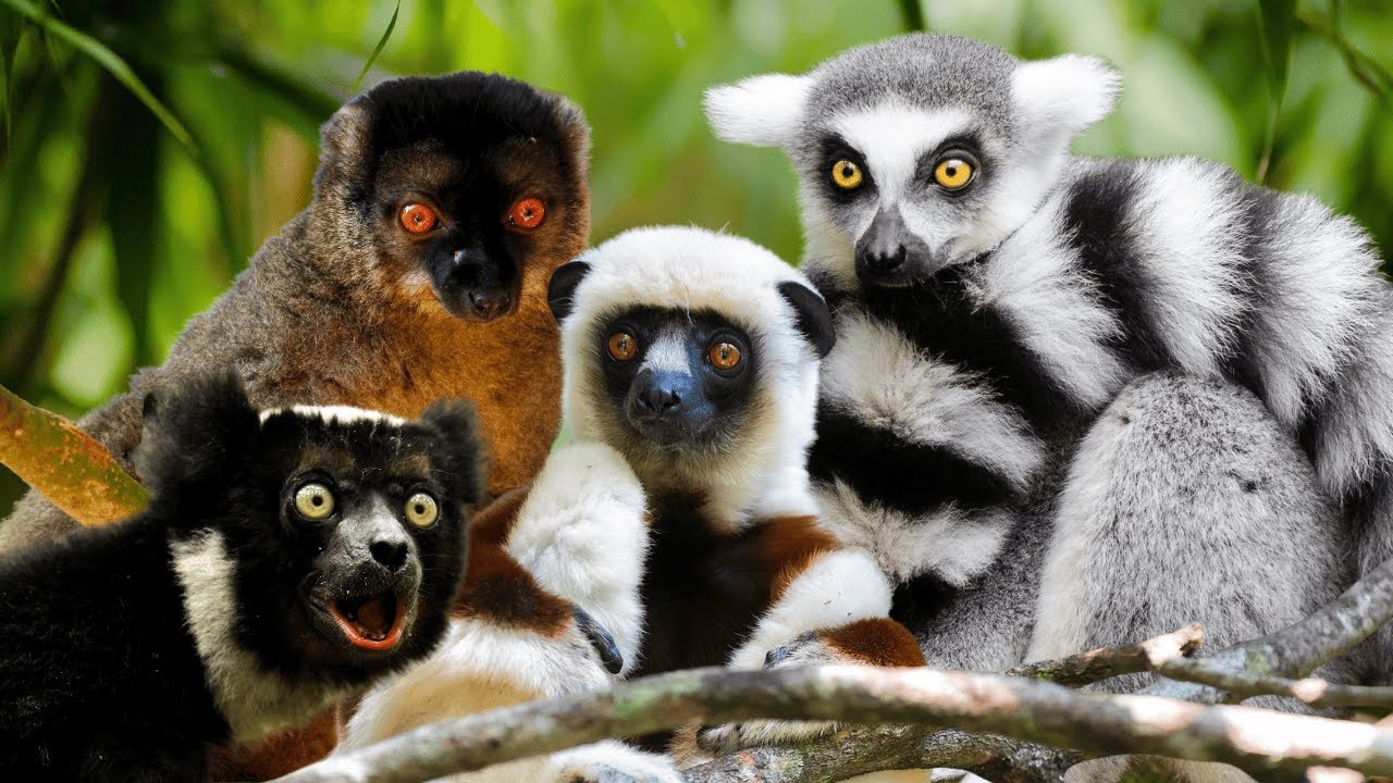 These Lemurs Know How to Party (and Rule the Jungle)