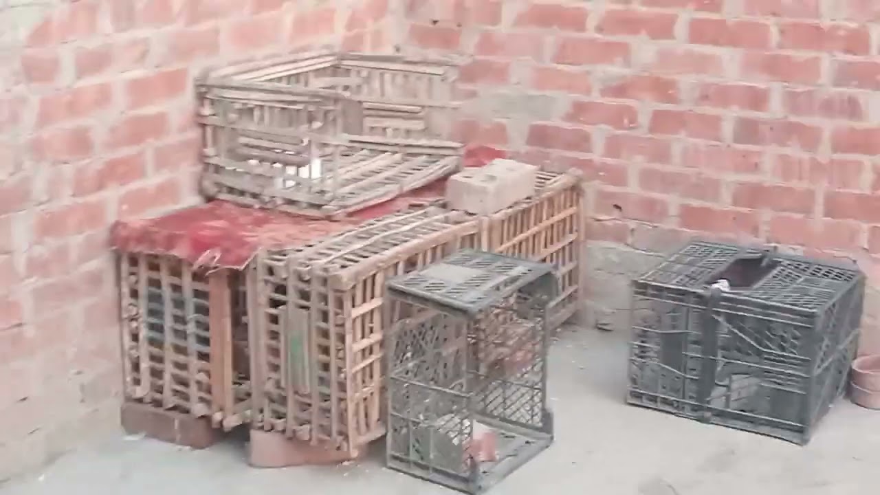 يوم جميل عند الحمام الزاجل 🕊️