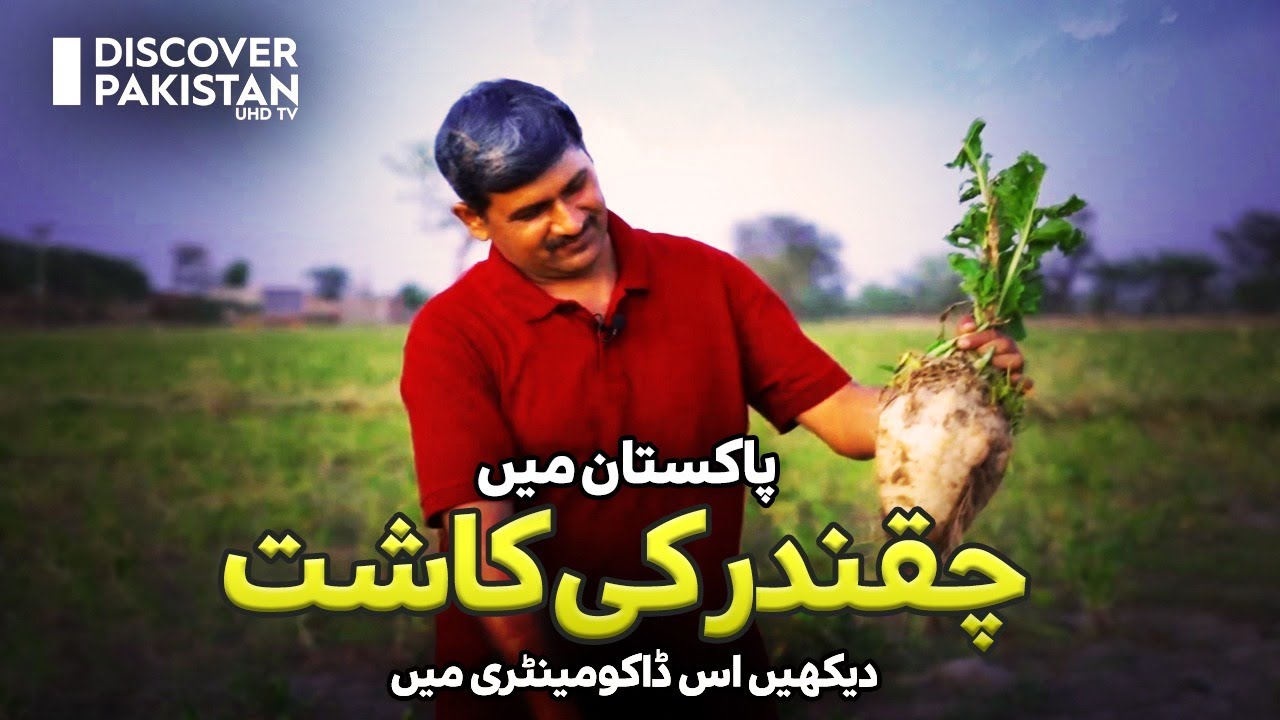 Beetroot Farming in Pakistan | Kissan Ka Pakistan | Discover Pakistan