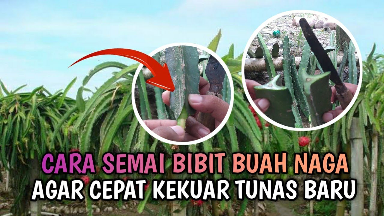 Rahasia semai bibit buah naga, agar cepat tunas