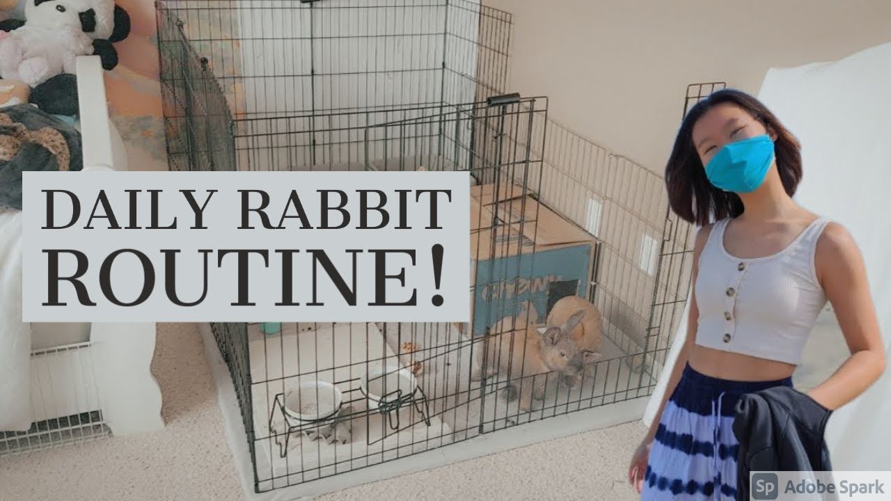 Daily Rabbit Routine! Online school edition! November 2020