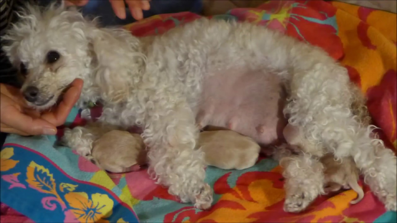 Proud Momma of 5! Really??? Toy Poodle Gives Birth to 5 Maltipoo puppies - Macy, Day 59