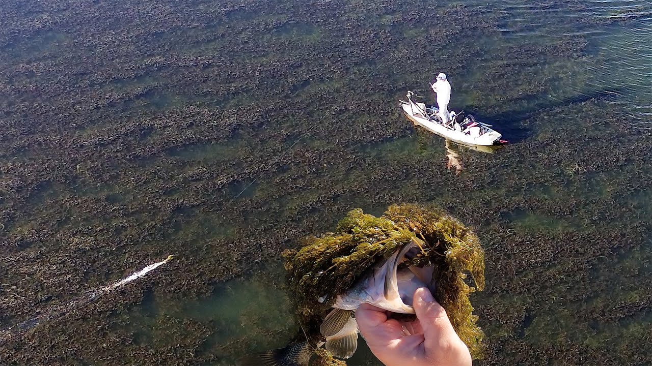 Подробный разбор ловли лягушек под прикрытием: Z-Man выловил FrogZ в самых густых зарослях!