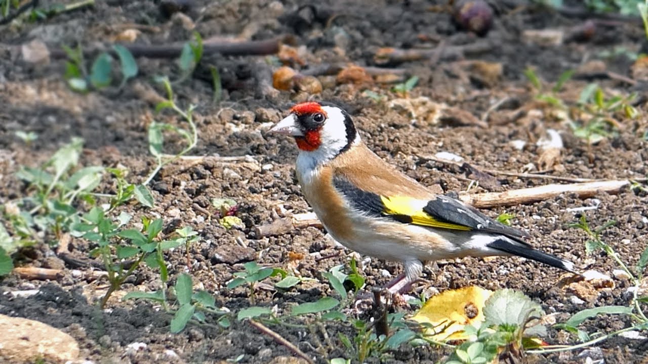 The Charm of Goldfinches | UK Garden Birds