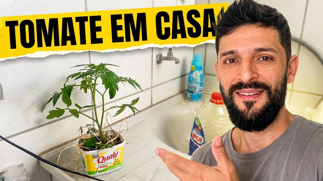 CULTIVANDO PÉ DE TOMATE DENTRO DE CASA
